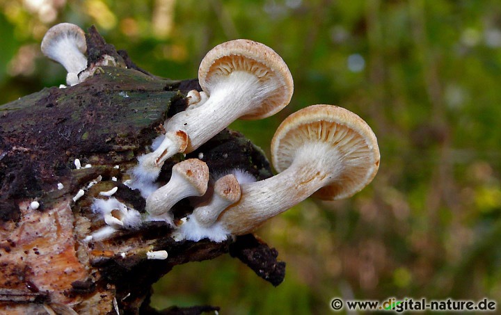 Dunkelblättler auf Nadelbaum-Totholz