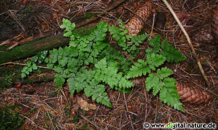 Dryopteris carthusiana wächst auf kalkarmen Böden