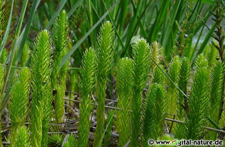 Lycopodiella inundata wächst auf nassen, sauren oder sandigen Böden