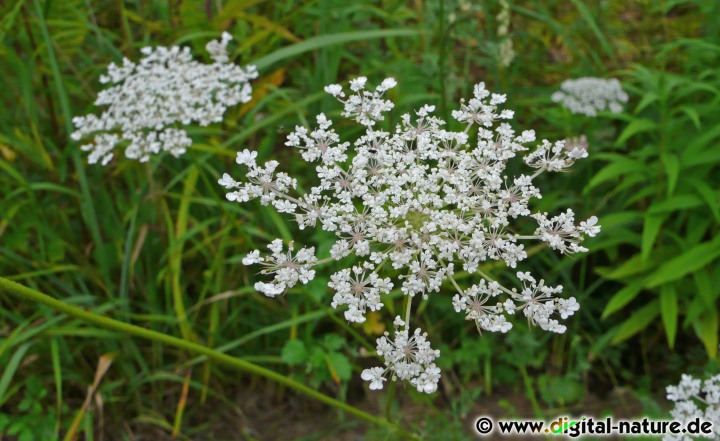 Die Gewöhnliche Möhre (Daucus carota) wächst auf Ruderalflächen