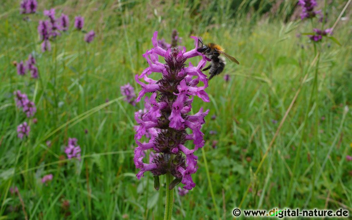 Der Echte Ziest (Stachys officinalis) wächst auf trockenen Wiesen