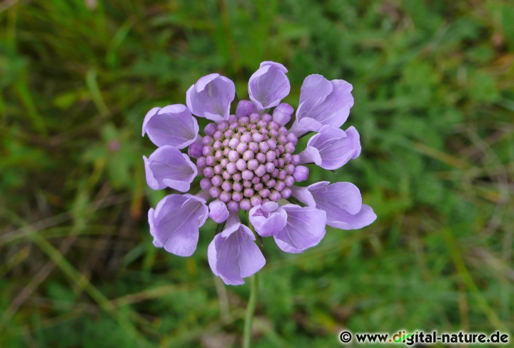 Scabiosa columbaria blüht von Juni bis Oktober auf Trockenrasen