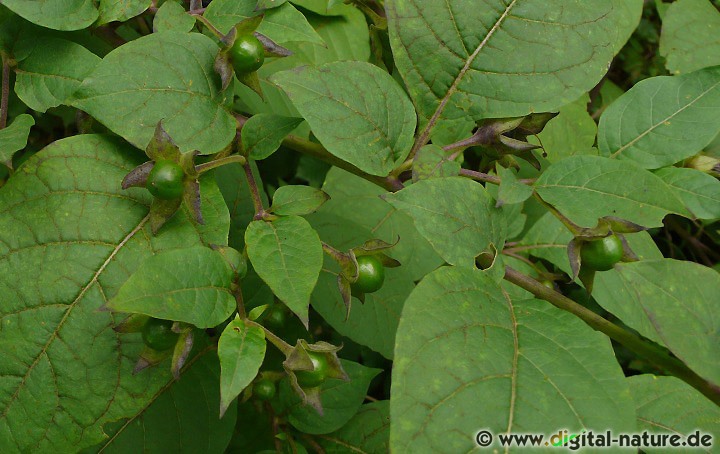 Die Schwarze Tollkirsche (Atropa belladonna) wächst in lichten Laub- oder Nadelwäldern