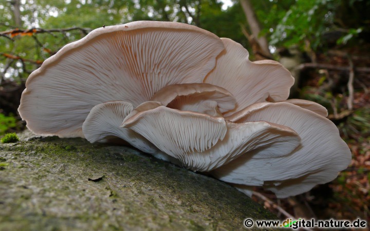 Pleurotus ostreatus wächst oft muschelförmig angeordnet