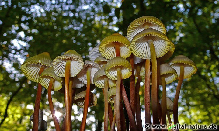 Mycena inclinata ist recht häufig und weit verbreitet