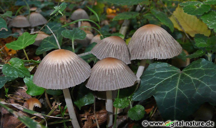 Coprinellus impatiens findet man in Laub- oder Mischwäldern