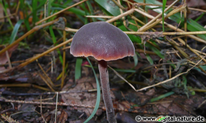 Macrocystidia cucumis findet man von Juli bis November in Laub- oder Nadelwäldern