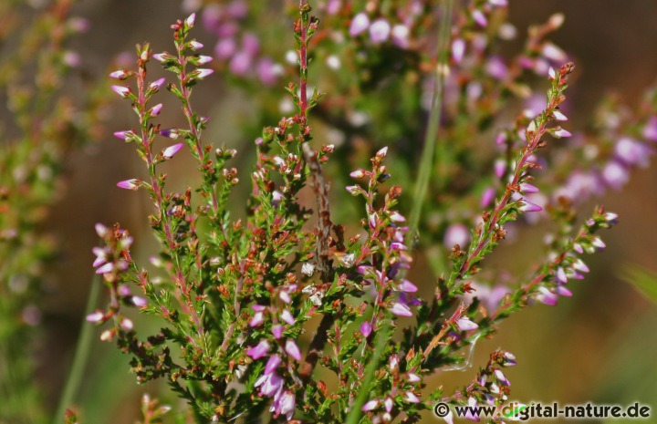 Calluna vulgaris findet man im Heide-Biotop oder in lichten Kiefernwäldern