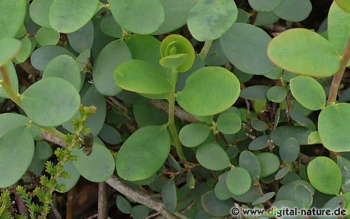 In der Naturheilkunde wurde die Rauschbeere bei Durchfall verwendet