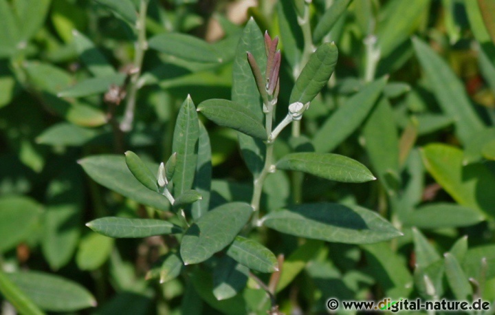 Andromeda polifolia wächst auf sauren Böden im Hochmoor oder im Heide-Biotop