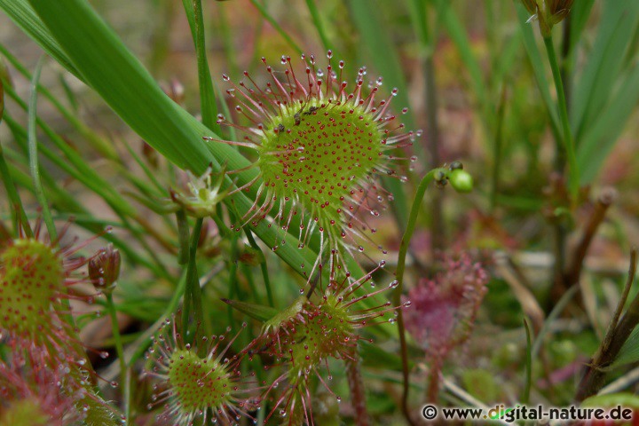 Drosera rotundifolia findet man in Feuchtgebieten oder im Moor-Biotop