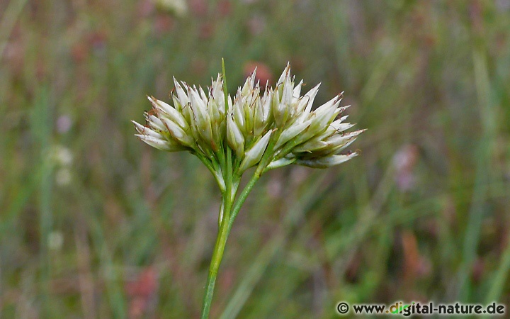 Rhynchospora alba findet man im Hochmoor, auf Schwingrasen oder im Übergangsmoor