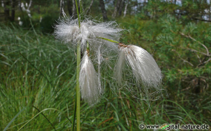 Eriophorum angustifolium benötigt einen nährstoffarmen, sonnigen Standort