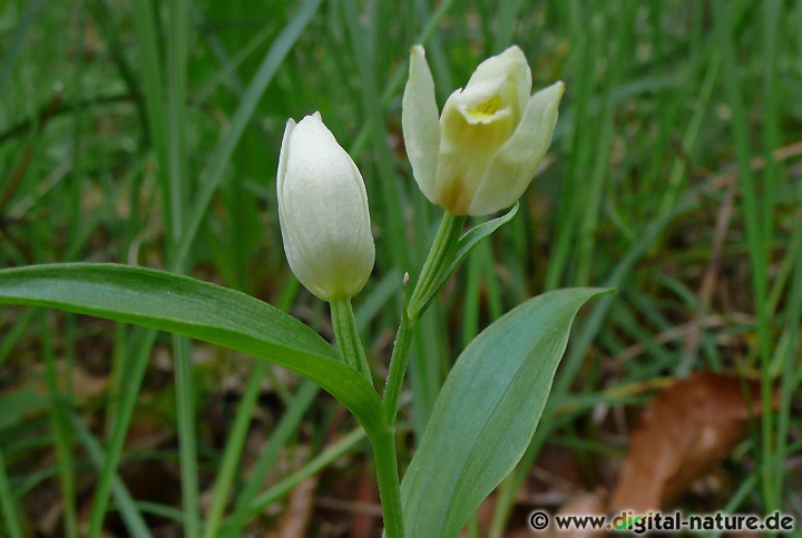 Cephalanthera damasonium findet man in lichten Wäldern oder an Wegrändern