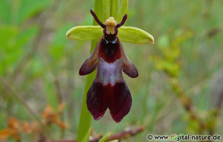 Durch die Form der Blüte werden Grabwespen-Männchen angelockt