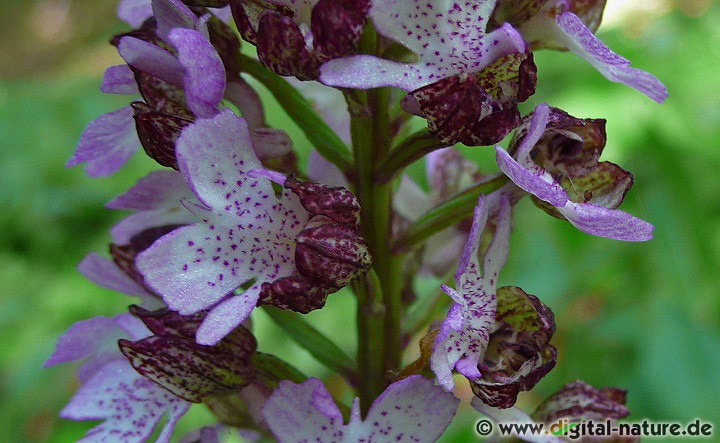 Orchis purpurea findet man in lichten Wäldern oder auf Halbtrockenrasen