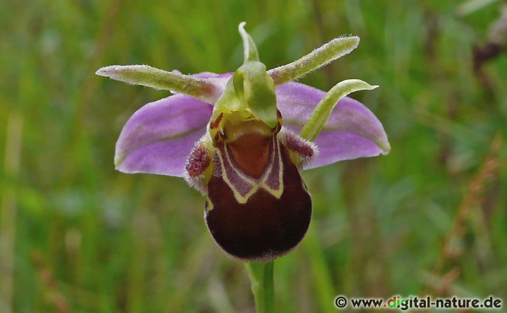 Ophrys apifera blüht von Juni bis Juli auf Magerwiesen