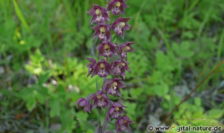 Epipactis atrorubens findet man in lichten Wäldern oder in Steinbrüchen