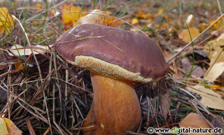 Imleria badia (syn. Boletus badius und Xerocomus badius)