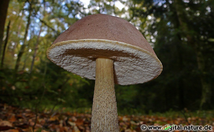 Graubrauner Birkenpilz, Raustielröhrling oder Blaufüßiger Raufuß