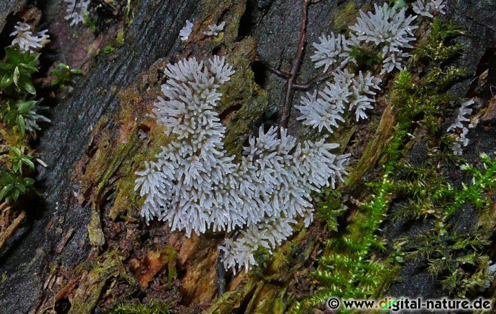 Ceratiomyxa fruticulosa findet man von Mai bis September auf Laub- oder Nadelbaum-Totholz