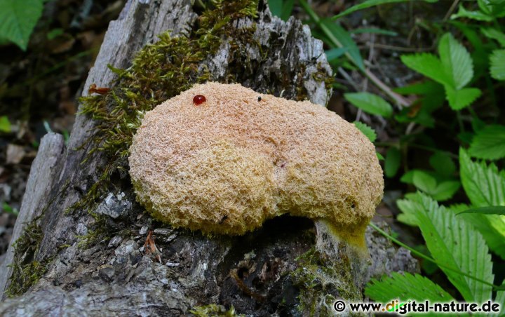 Fuligo septica var. candida ist eine Varietät der Gelben Lohblüte