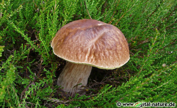 Der Pilz lebt in Symbiose (Mykorrhiza) mit Eichen oder Buchen