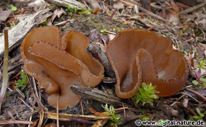 Die Fruchtkörper vom Kurzstieligen Holzbecherling wachsen im Frühjahr und im Herbst