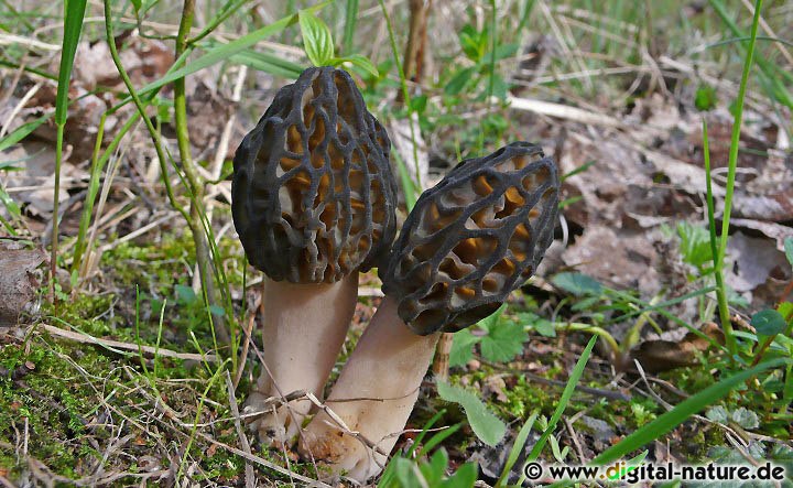 >Spitzmorchel Vorkommen beim Wunstorfer Moor