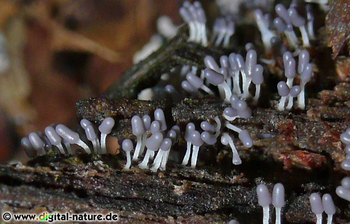 Diese Fruchtkörper von Arcyria cinerea sind noch nicht voll ausgereift