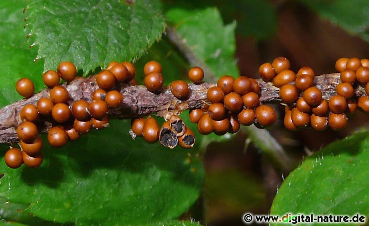 Löwenfrüchtchen Fruchtkörper mit schwarzen Sporen