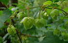 Echter Hopfen