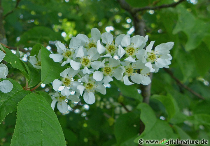 Prunus padus wächst oft im Unterholz