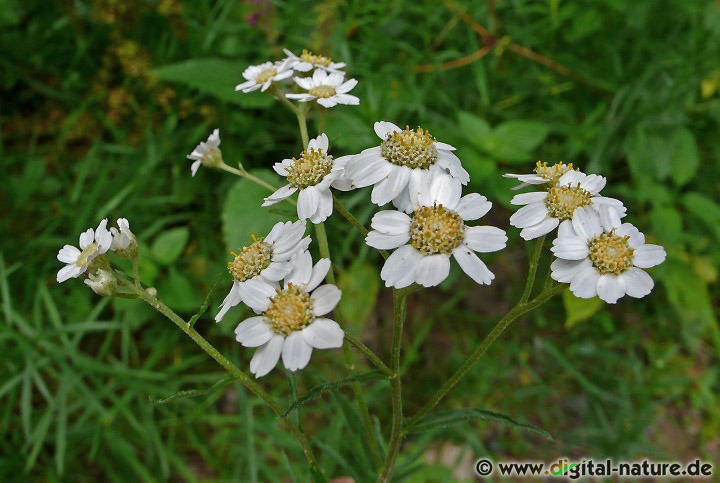 Achillea ptarmica wächst auf Feuchtwiesen oder im Uferbereich