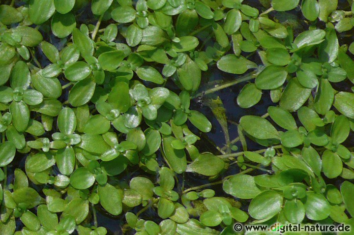 Den Frühlings-Wasserstern findet man in stehenden oder langsam fließenden Gewässern