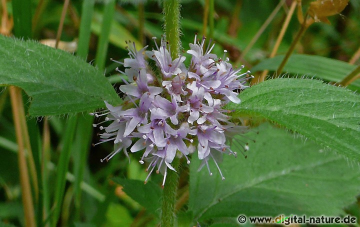 Mentha arvensis findet man auf nährstoffreichen Feuchtwiesen