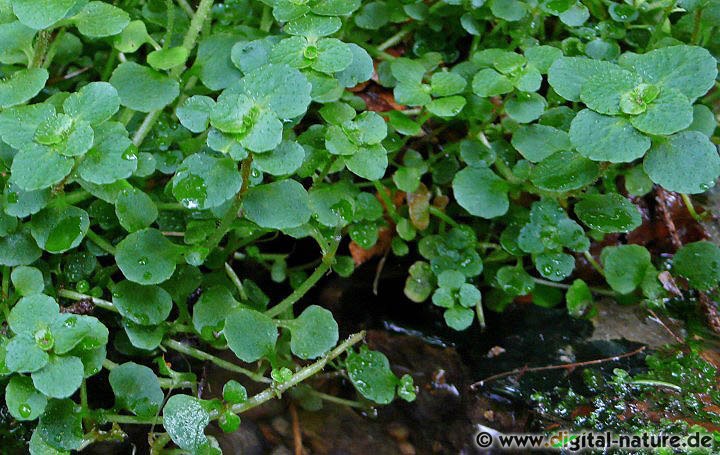 Chrysosplenium oppositifolium wächst in feuchten Wäldern