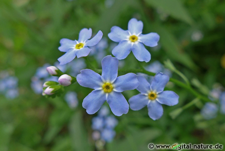 Myosotis scorpioides findet man auf Feuchtwiesen oder in Bruchwäldern