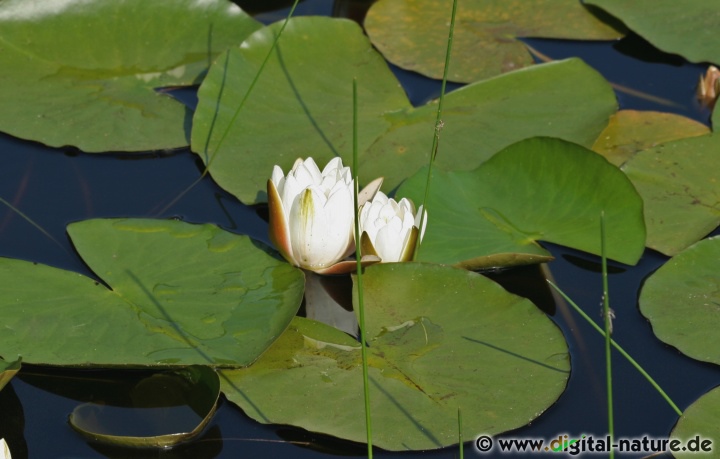 Weiße Seerose bei Kopfschmerzen, Husten oder bei Magenbeschwerden