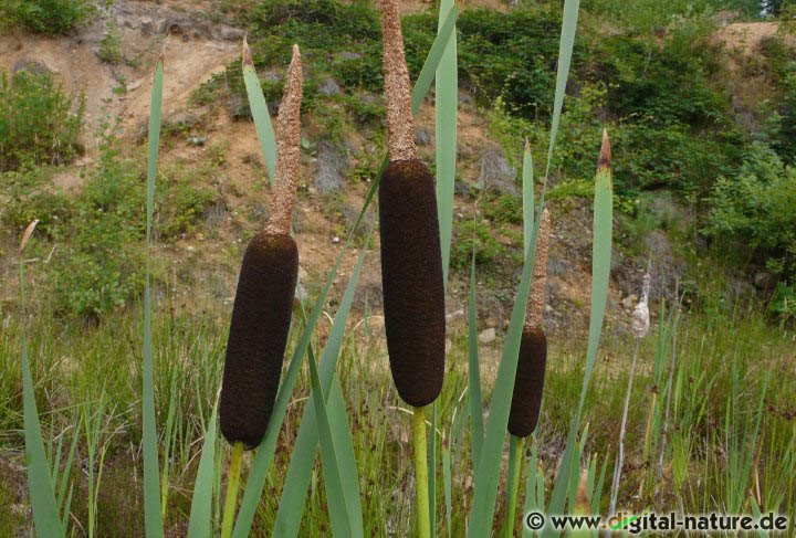 Typha latifolia wächst in Sümpfen oder im Moor-Biotop