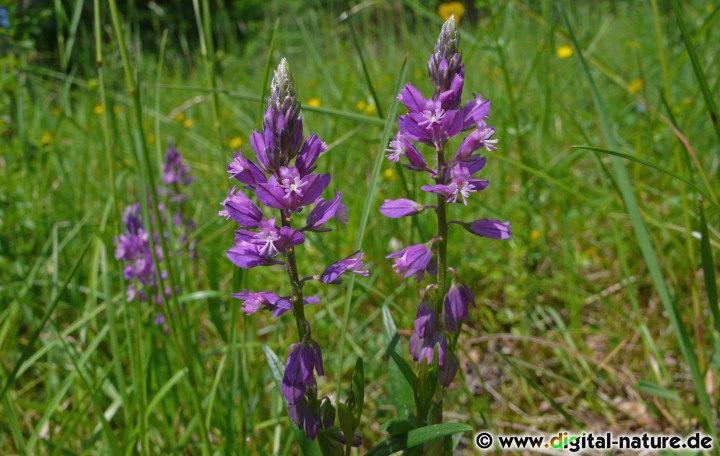 Polygala comosa bevorzugt trockene und kalkhaltige Böden