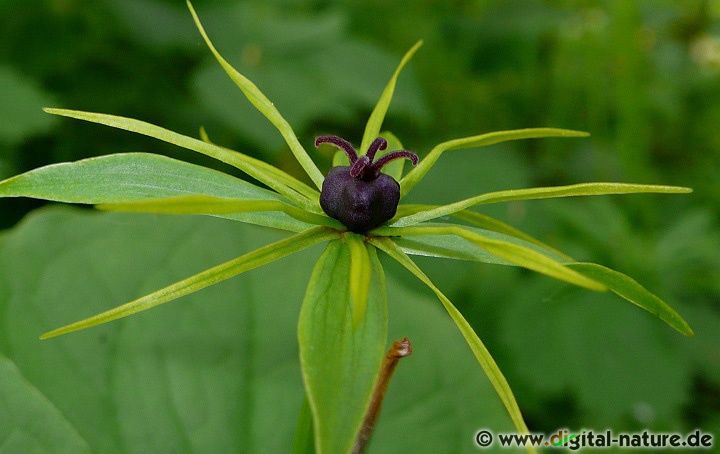 Paris quadrifolia wächst in nährstoffreichen Laub- oder Mischwäldern