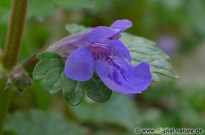 Glechoma hederacea wächst an Waldrändern oder im Hecken-Biotop