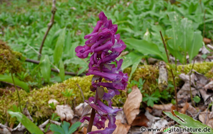 Corydalis cava findet man im Frühjahr auf kalkhaltigen Böden