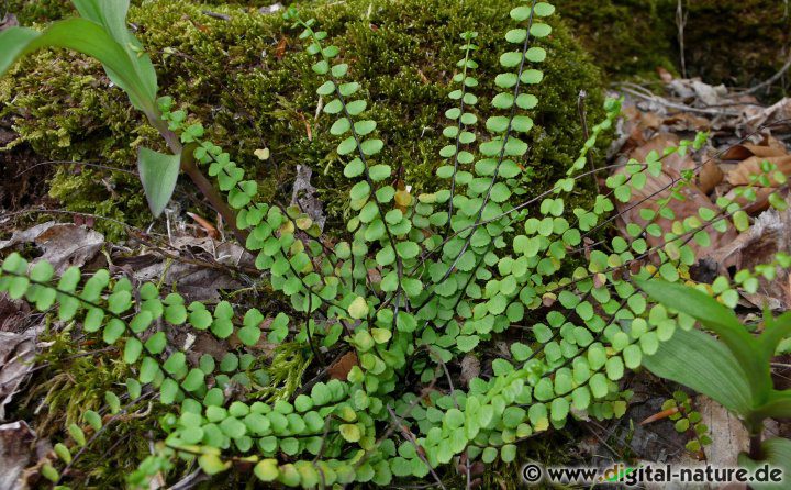 Asplenium trichomanes wächst auf Felsen und in Mauer-Ritzen