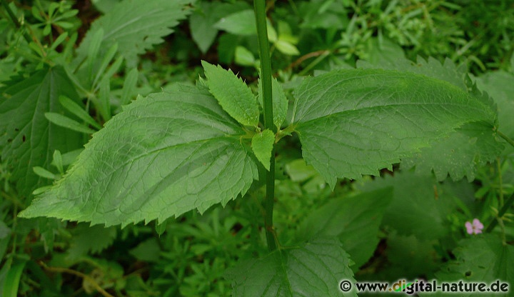 Scrophularia nodosa findet man in lichten Wäldern oder im Uferbereich