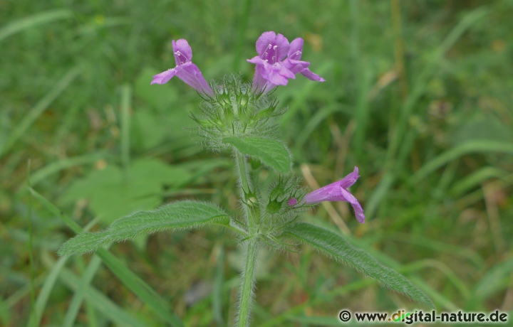 Clinopodium vulgare wächst in lichten Wäldern, an Wegrändern oder in Staudenfluren