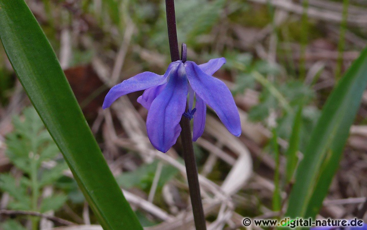 Scilla siberica wächst an Wegrändern, in lichten Wäldern oder im Siedlungsbereich