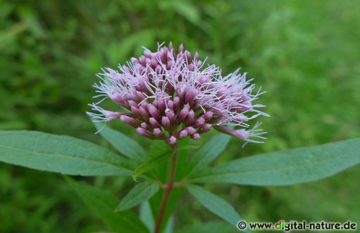 Eupatorium cannabinum blüht in feuchten Wäldern, an Gräben oder im Uferbereich