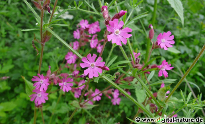 Die Rote Lichtnelke (Silene dioica) wächst in Bruch- oder Auwäldern